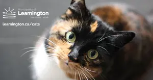 Cats.png