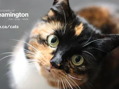 Cats.png
