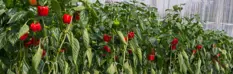 key-industries-greenhouse.png