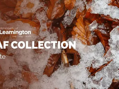 Leaf-Collection-5.jpg